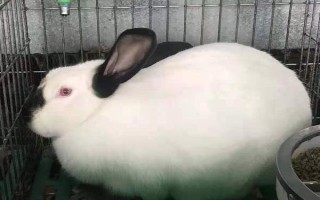 兔子繁殖的快吗，兔子的繁殖速度比较快