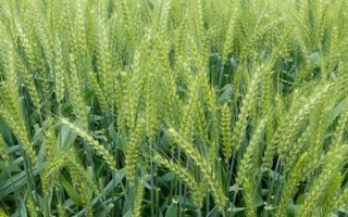 小麦如何种植，选择疏松肥沃、排水透气性良好的土壤