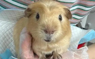 荷兰猪是否会携带狂犬病毒,荷兰猪不会携带狂犬病毒