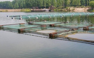 水产养殖判断水质好坏的方法，呈油绿色、红褐色的水质比较好