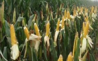 圣甜艾菲玉米种子特征特性,整季生产注意病虫害防治