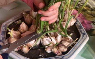 盆栽蒜苗能收割多少次，一般可连续收割3-4次