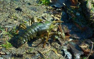 小龙虾的繁殖期，全年都可以进行繁殖活动