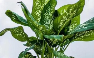 银边万年青的养殖方法，选用富含腐殖质营养成分的沙壤土作为基质