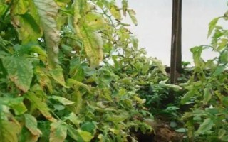 蔬菜肥害的种类，分为内分型肥害和外伤型肥害