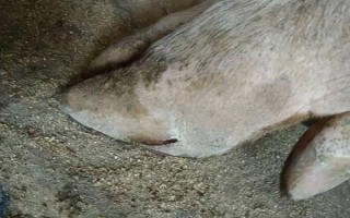 猪脱蹄的原因,可能是地面呈现碱性或过于潮湿所致