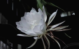 昙花的花苞长在哪里，侧枝上面的花苞可开出花朵