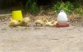 给鸭子喂盐的作用，出栏前喂盐可以增重