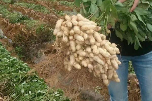 花生品种308的产量，白沙308可达到800-1000斤左右