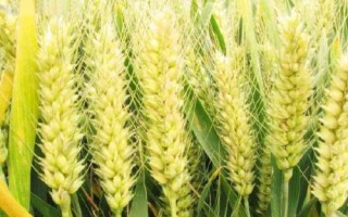 稷麦8号小麦品种简介,适宜播期10月上中旬