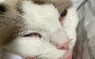 如何辨别猫咪感冒了，感冒初期鼻头会干燥发热