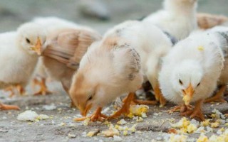 雏鸡分辨公母的方法，公鸡体长头大、母鸡体圆头小