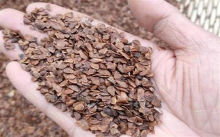 香椿的播种方式，未出苗前需严格控制浇水