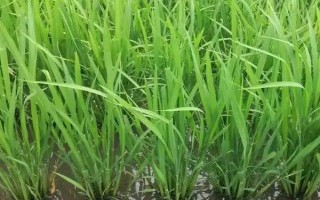 云粳30号水稻种子特点，平均全生育期171天