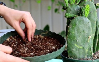 仙人掌怎么浇水,春秋季节每隔半个月浇一次