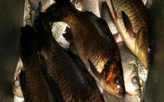 黑鲫鱼的产地,在中国仅见于额尔齐斯河流域