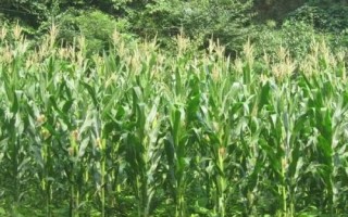 巍德709玉米品种简介,适宜播期4月下旬至5月上旬