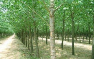 杨树简介，是著名的经济树种