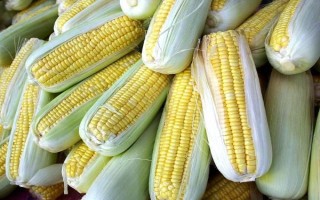 筑青1号(区试名称:筑青饲511277)玉米种子介绍,播种至青贮采收101天左右