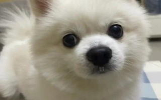 狗一直流鼻涕的原因，可能是天冷的原因或感冒了