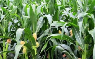 粤鲜糯2号玉米种子特点,田间调查高抗茎腐病