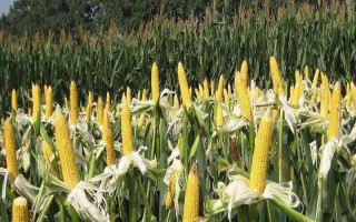 嫩单19号玉米种子简介，选择中等以上肥力地块种植