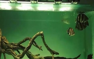 为什么新鱼入缸老鱼会死，可能是水质不好或感染病菌所致