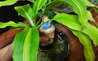 巴西木开花的兆头，寓意富贵吉祥、