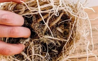 柳叶吊兰如何养护，喜欢生长在光照充足的环境中