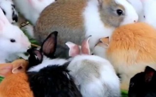 提高兔子繁殖率的方法，关键是要选择合格的种兔