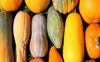 南瓜开花结果期的管理办法，是整个生长时期中最重要的时期