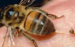 蜂毒的成分，主要包括多肽类、酶类、胺类