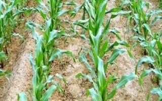 正弘659玉米种子特征特性，生育期100天