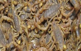 养殖蝎子的技巧，适宜的养殖温度是28-38℃之间