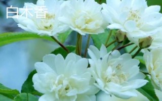 木香花苗的价格,与产地、苗龄、品种有关