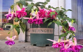 让倒挂金钟过冬的方法，将室温维持在8℃以上