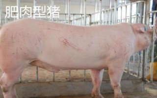 瘦肉型猪和肥肉型猪的区别,瘦肉型猪的身体呈流线型