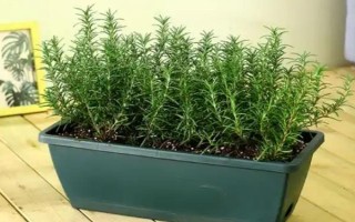 秋天养殖迷迭香的方法，减少浇水次数避免烂根