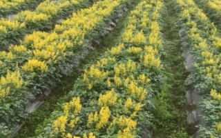 黄连种几年可以收获，种太久反而会影响产量