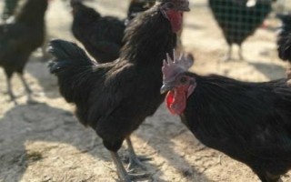 鸡的类型，分为蛋用型、肉用型和兼用型