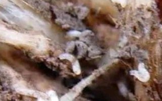 用什么药防治花卉的虫害，氧化乐果、吡虫啉可供选择