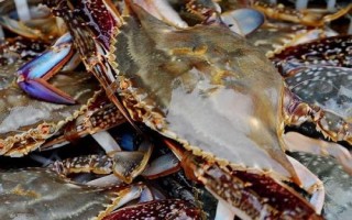 梭子蟹怎样挑选，可以看腿脚的状态和透光面积