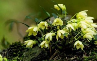 霍山石斛的价格，因规格、品牌等不同而不同