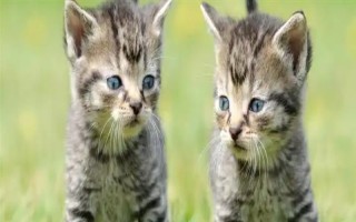 世界上最小的猫的品种，常见的有茶杯猫、欧洲短毛猫等