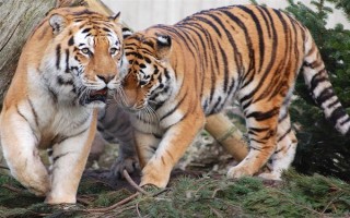 老虎的繁殖期，一般是11月份至翌年2月份左右