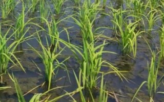 银香优玉占水稻种简介，早造全生育期120～129天