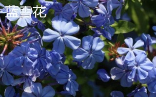 有哪些蓝色花卉,常见的有勿忘我、蓝雪花等