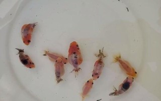 金鱼苗吃什么，可以以动物或植物为食