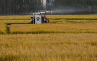 适合种植在新疆地区的水稻品种,新稻58号可在南疆和北疆推广种植