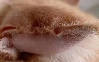 犬猫血肿临床症状，多见于软组织非开放性损伤